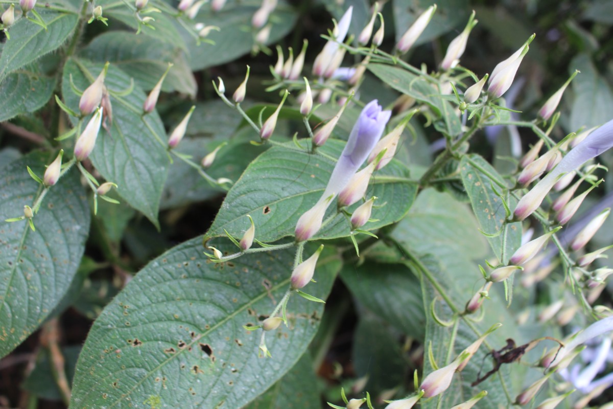 Barleria vestita T.Anderson